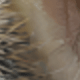 SSTJ11151