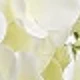 Milky White