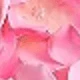 Dark Pink