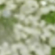 trắng