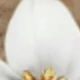 Amarillo dorado + blanco