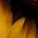 hoa hướng dương