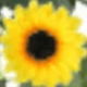 Amarillo