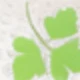 Shamrock