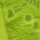Amarelo neon