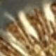 Vàng