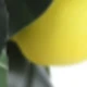 Old 3 Fruit Lemon