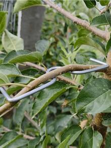 Bộ 10 dụng cụ uốn cành cây ăn quả - Kéo tỉa cành hình chữ M, dụng cụ tạo hình cành kiểu mới, dụng cụ làm vườn bằng kim loại để tạo hình và uốn nắn cành cây. - loại m - Xem 5