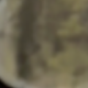 大象