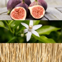 Calvin Klein Perfume - cítrico frutado almiscarado - Ver 5