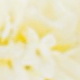 trắng