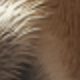 SSTJ11771