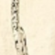 bông tai bướm
