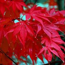 Árbol de bonsái de arce rojo japonés Nan, árboles de arce de alto valor, plantas de paisaje en maceta con crecimiento a largo plazo, resistentes al frío, adecuados para patios y cultivo en maceta, tanto para interiores como exteriores - 101 piezas - Ver 4