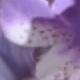 彩色
