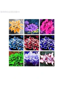Rare 150 Pcs Beautiful Hosta Mix , Perennials Lily Flower Shade Hosta Flower Grass - Xám - Xem 2