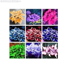 Rare 150 Pcs Beautiful Hosta Mix , Perennials Lily Flower Shade Hosta Flower Grass - Xám - Xem 4
