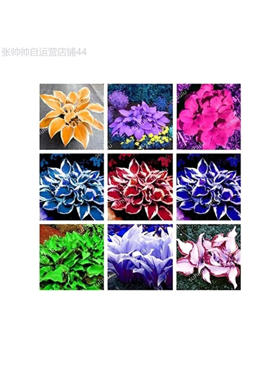 Rare 150 Pcs Beautiful Hosta Mix , Perennials Lily Flower Shade Hosta Flower Grass - Xám - Xem 1