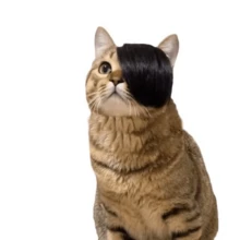 1 bộ tóc giả cho thú cưng - Tóc giả dễ thương phù hợp với mọi loại thú cưng. Kiểu tóc ngộ nghĩnh giúp thú cưng của bạn trông đáng yêu hơn. - Nhiều màu - Xem 5