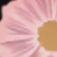 彩色