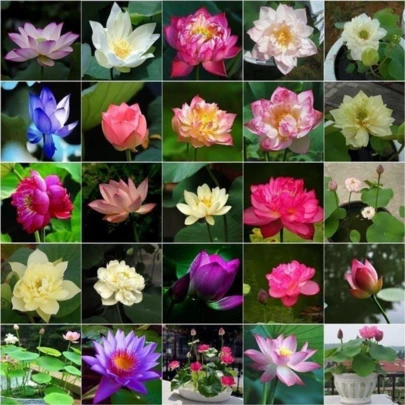 100 semillas de loto, ideales para cultivar en jardines domésticos y para decoración hidropónica, fáciles de cultivar. 100 semillas por paquete (envío aleatorio).