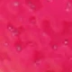 Rosa Fucsia