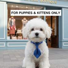 PINCOOL Vòng cổ chấm bi cho thú cưng có chuông và vòng xích, phù hợp cho chó và mèo - Màu xanh lam - Xem 2