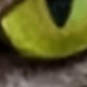 Interesting Cat's Eye