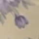 淡紫色
