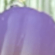 紫羅蘭色