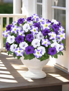 Purple and White