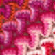 紅色