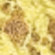Màu vàng ngỗng
