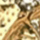 Vàng