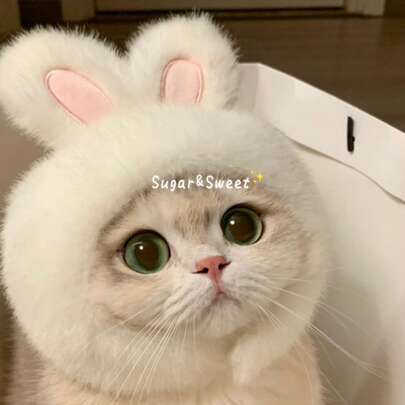 Băng đô tai thỏ trắng dễ thương cho thú cưng - Phụ kiện không thể thiếu cho ảnh Giáng sinh & Halloween của mèo/chó | Kẹp tóc mèo đáng yêu, nơ đeo cổ cho chó, phụ kiện thời trang & sản phẩm tạo kiểu cho thú cưng | Đồ dùng cần thiết cho mèo/chó, phụ kiện thời trang cho thú cưng | Mũ tai thỏ thoải mái & vui nhộn phù hợp với mọi giống mèo & chó