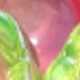 鈴蘭花罩