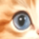 Yellow Kitten