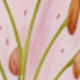 無色