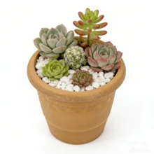 Plastic Flower Pots For Succulents, Potted Plants, Potted Plants For Pothos And Orchids, Brown, Thickened, Durable, Suitable For Indoor Balcony Gardening Plants. - A - View 3