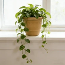 Plastic Flower Pots For Succulents, Potted Plants, Potted Plants For Pothos And Orchids, Brown, Thickened, Durable, Suitable For Indoor Balcony Gardening Plants. - A - View 5