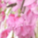 Hồng