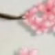 櫻花款