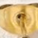 جولدن 1
