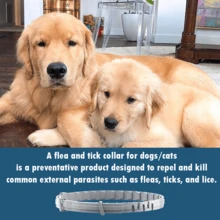 SEREST0® Flea & Tick Collar Prevention & Control For Large Dogs, Small Dogs & Cats – 8 Months Supply Each, Waterproof & Odorless, Long Lasting - Chó nhỏ - Xem 2