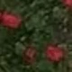 Corredor de las rosas
