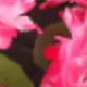 Pinkish White