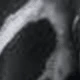Grey Leopard Print