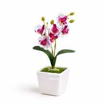 Arranjo Completo: Vasinho Quadrado De Musgo Com Mini Orquidea Pintada Enfeite Artificial - PINTADA - Visão 7