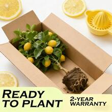 Dwarf Lemon Tree Stem - Fast Growth, Shipping To USAUU., Easy-Care Fruit Plant For Abundant Lemons In The Family Garden - 2 Fruit Seedlings - View 4