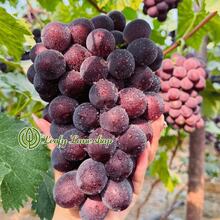 Premium Red Globe Grape Live Plant - 10-11 Inches Tall - Bare Root Plant - High Yield Red Globe Grape - Fast Growing, Low Maintenance And Drought Tolerant - Produces Juicy And Sweet Fruit - 1樓 - 查看 7